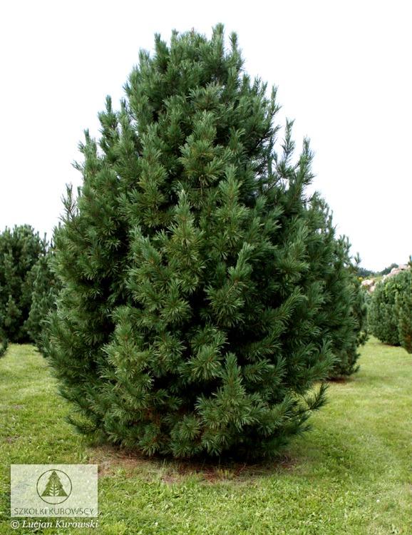 Pinus Cembra 'stricta' - View 25 from www redcrocus com