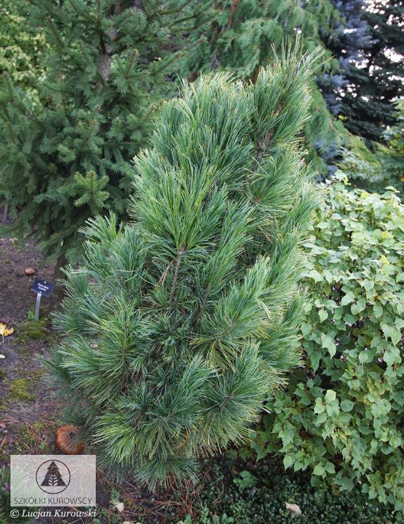 Pinus Cembra 'stricta' - View 26 from www redcrocus com