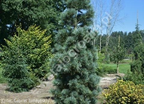 Pinus Cembra 'stricta' - View 27 from www redcrocus com