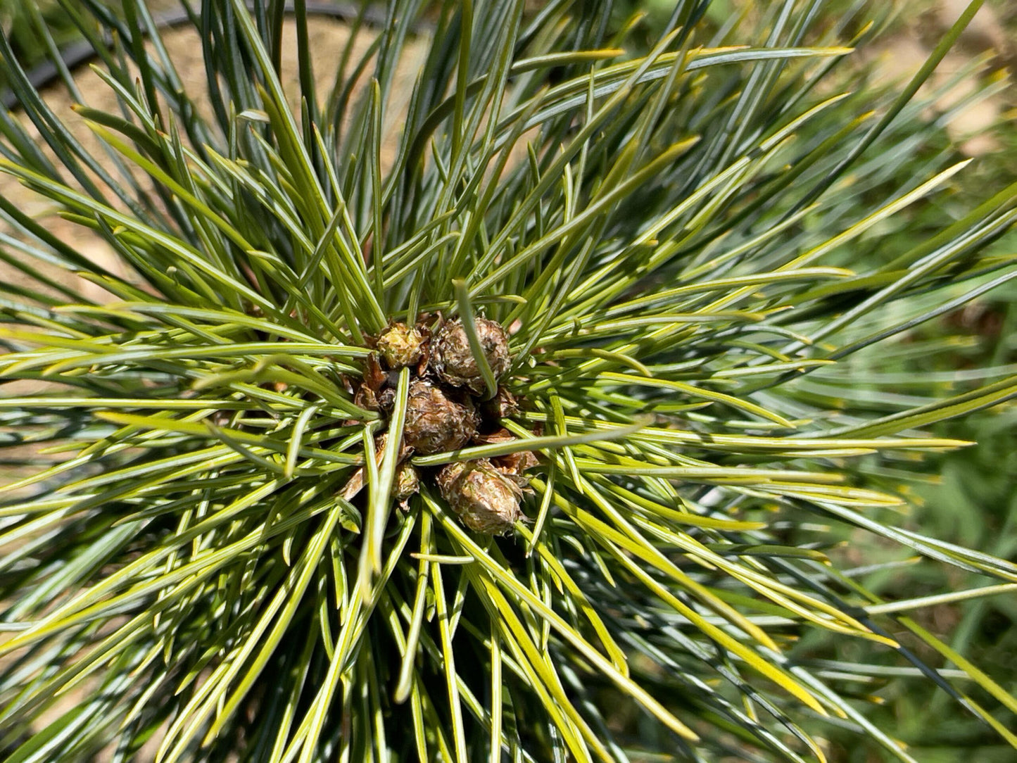 Pinus Cembra 'stricta' - View 28 from www redcrocus com