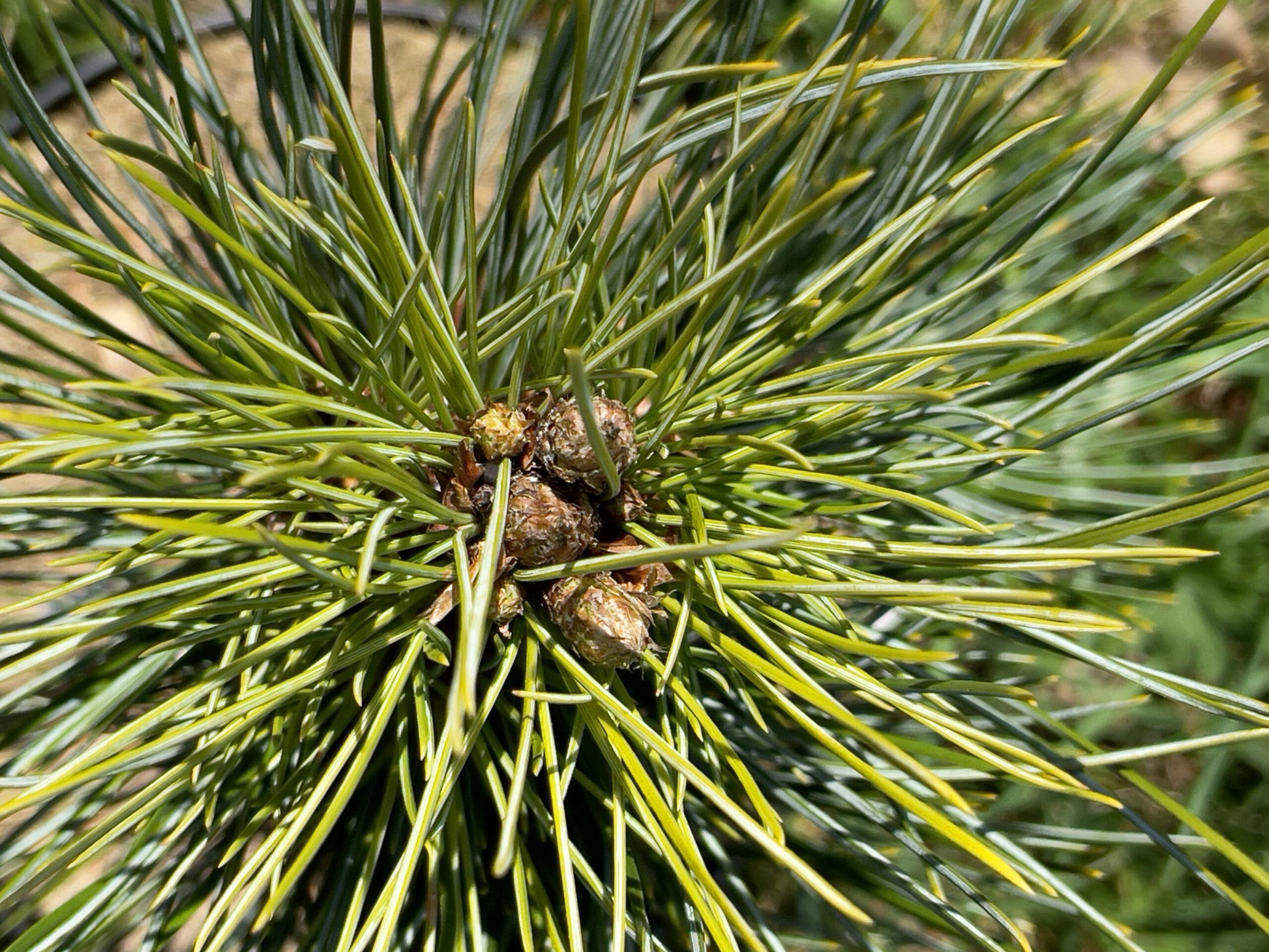 Pinus Cembra 'stricta' - View 28 from www redcrocus com
