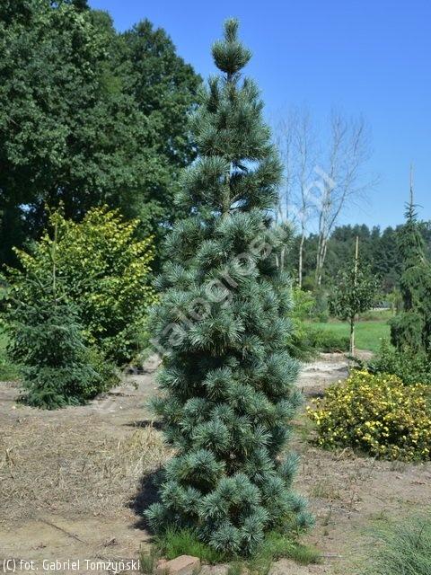 Pinus Cembra 'stricta' - View 29 from www redcrocus com