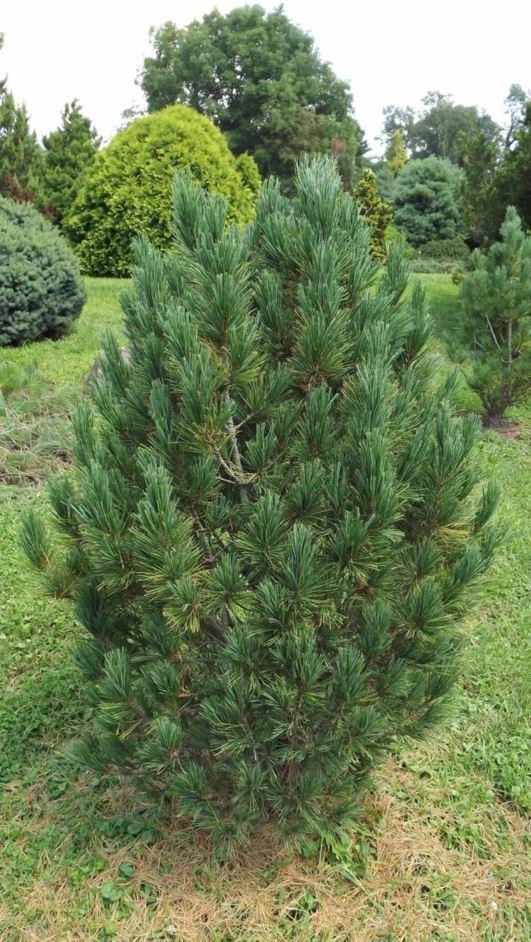 Pinus Cembra 'stricta' - View 2 from www redcrocus com