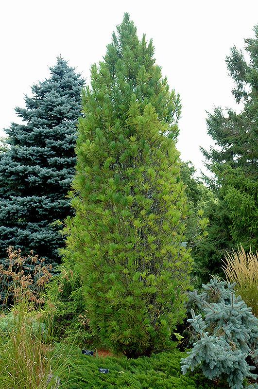 Pinus Cembra 'stricta' - View 30 from www redcrocus com