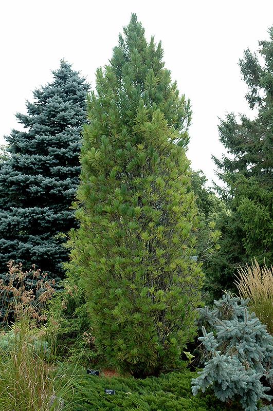 Pinus Cembra 'stricta' - View 3 from www redcrocus com