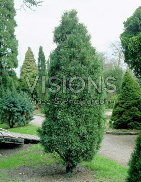 Pinus Cembra 'stricta' - View 4 from www redcrocus com