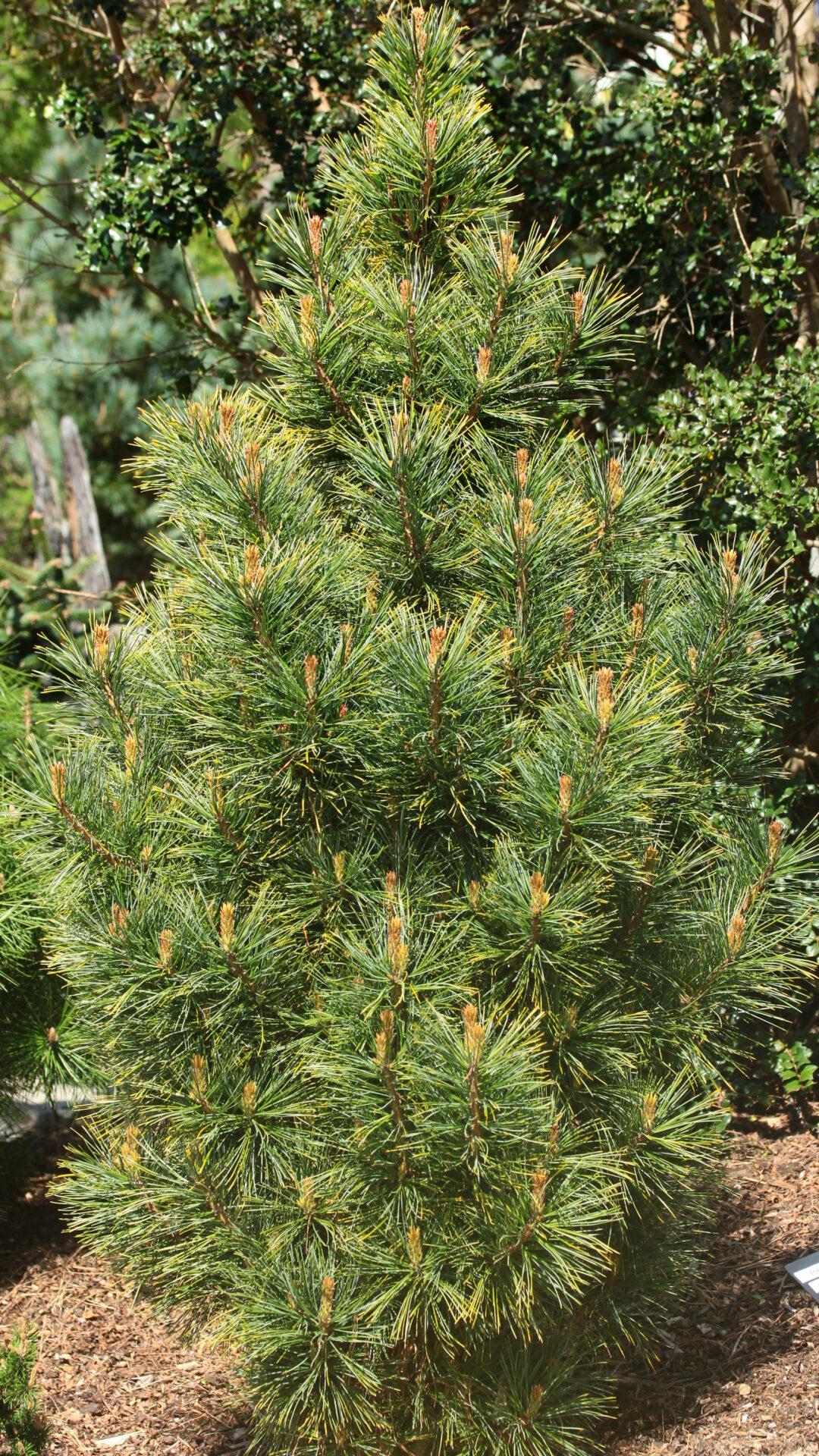 Pinus Cembra 'stricta' - View 5 from www redcrocus com