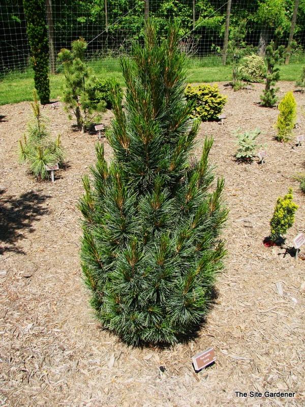 Pinus Cembra 'stricta' - View 6 from www redcrocus com