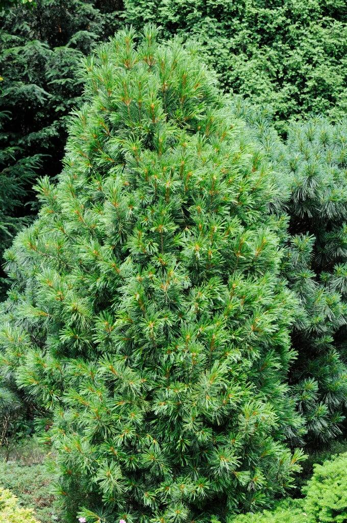 Pinus Cembra 'stricta' - View 7 from www redcrocus com