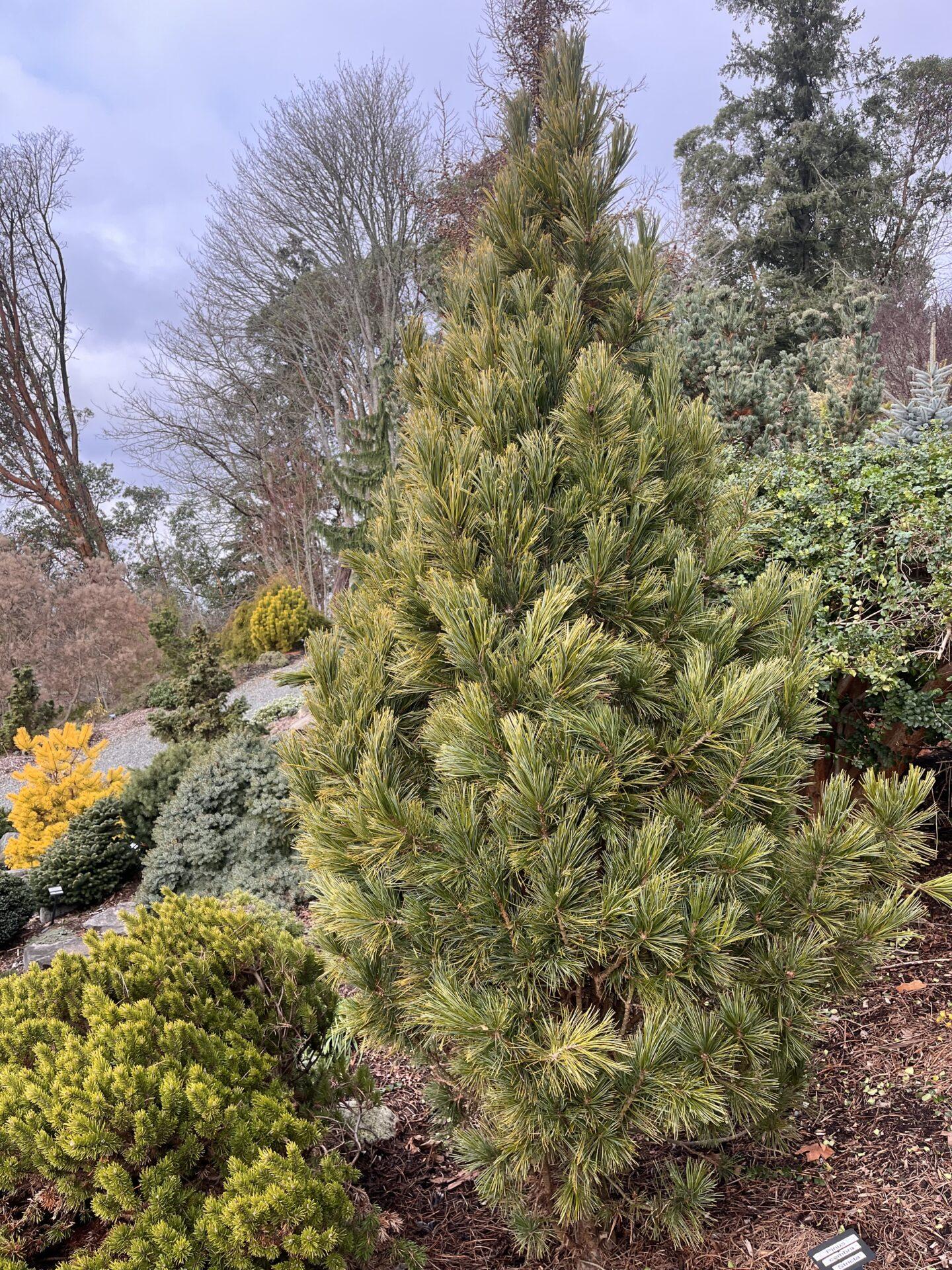 Pinus Cembra 'stricta' - View 8 from www redcrocus com