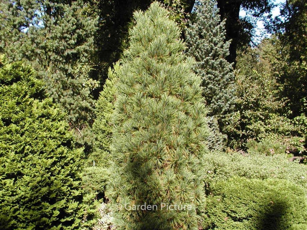 Pinus Cembra 'stricta' - View 9 from www redcrocus com