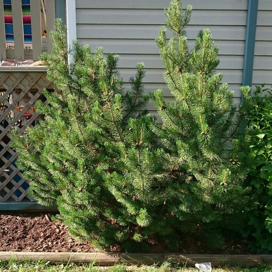 Pinus Densiflora Low Glow - View 10 from www redcrocus com