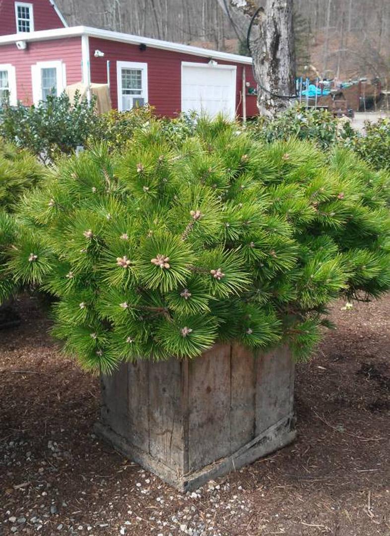 Pinus Densiflora Low Glow - View 11 from www redcrocus com