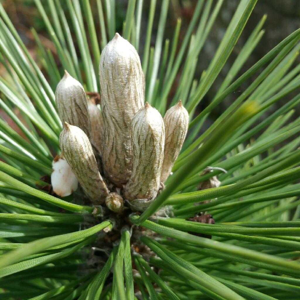 Pinus Densiflora Low Glow - View 15 from www redcrocus com