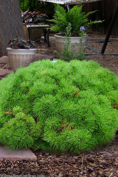 Pinus Densiflora Low Glow - View 17 from www redcrocus com