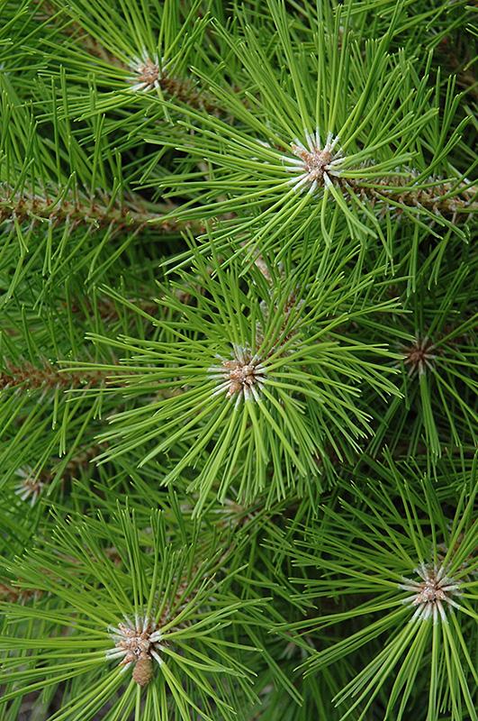 Pinus Densiflora Low Glow - View 18 from www redcrocus com