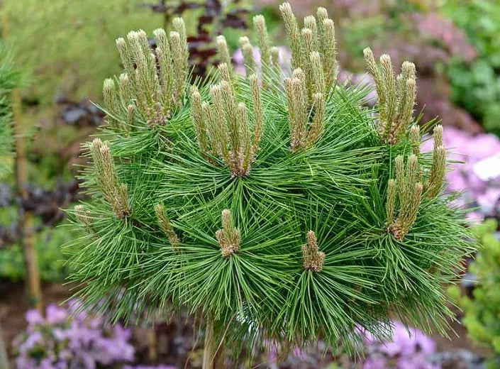 Pinus Densiflora Low Glow - View 3 from www redcrocus com