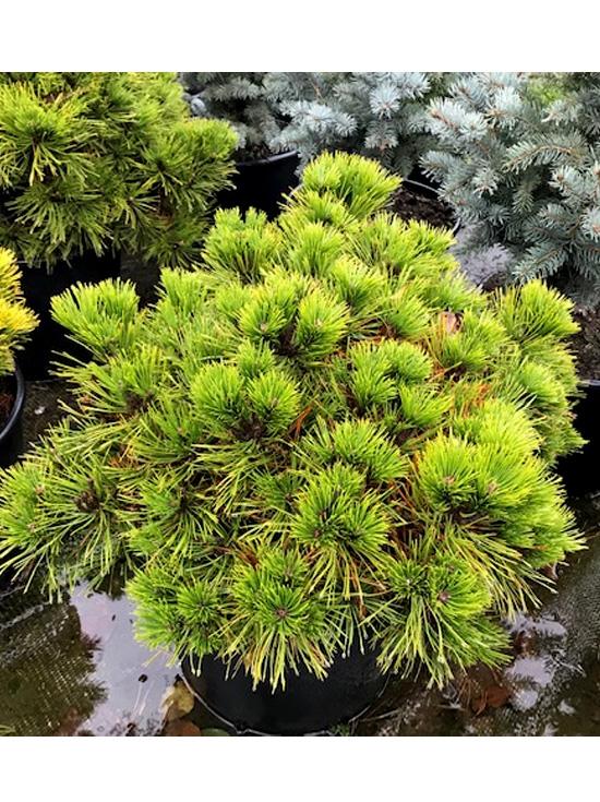 Pinus Densiflora Low Glow - View 4 from www redcrocus com