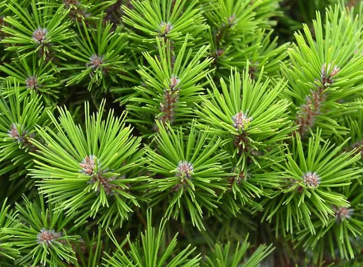 Pinus Densiflora Low Glow - View 5 from www redcrocus com