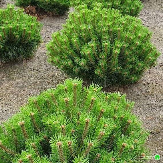 Pinus Densiflora Low Glow - View 6 from www redcrocus com