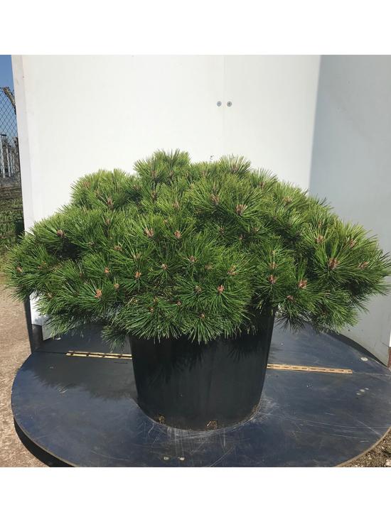 Pinus Densiflora Low Glow - View 7 from www redcrocus com