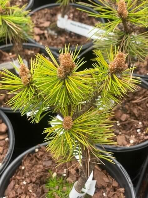 Pinus Densiflora Low Glow - View 9 from www redcrocus com