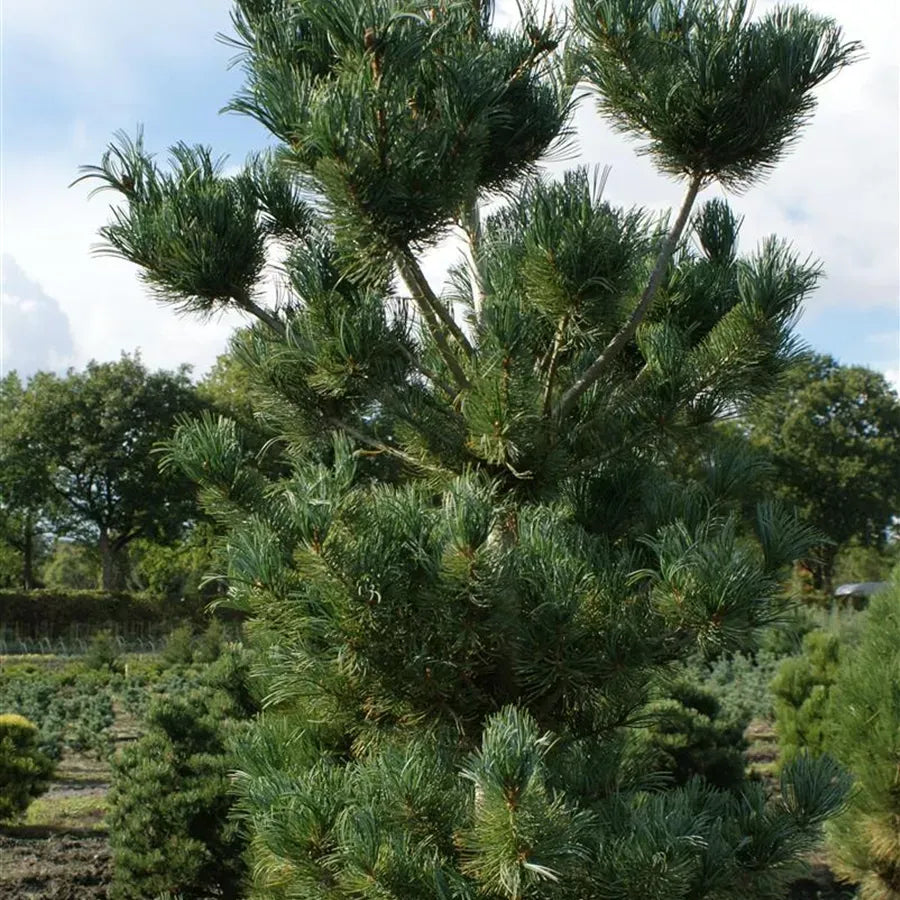 Pinus Parviflora Tempelhof - View 10 from www redcrocus com