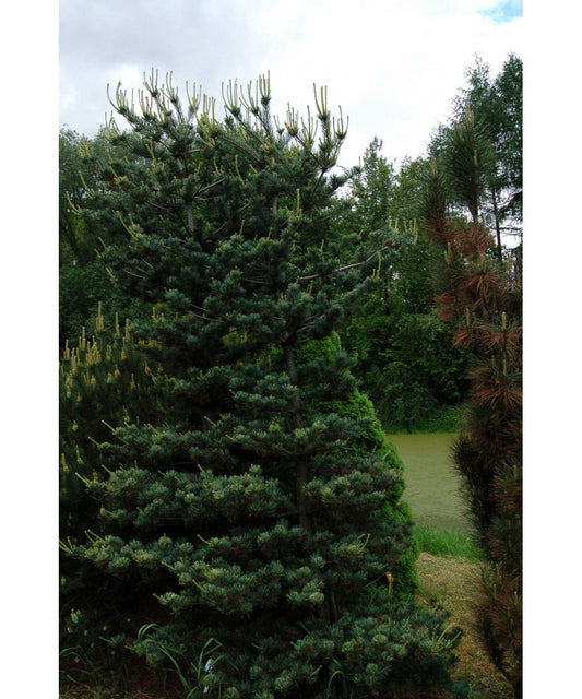 Pinus Parviflora Tempelhof - View 10 from www redcrocus com
