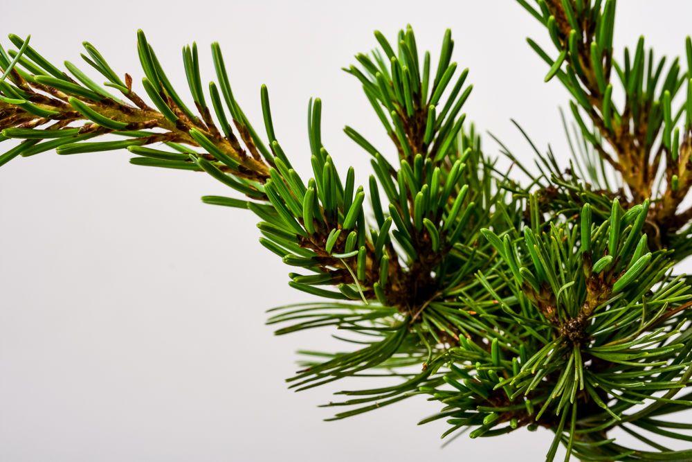 Pinus Parviflora Tempelhof - View 11 from www redcrocus com