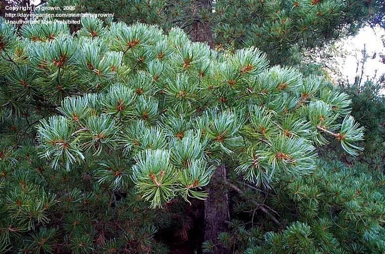 Pinus Parviflora Tempelhof - View 12 from www redcrocus com