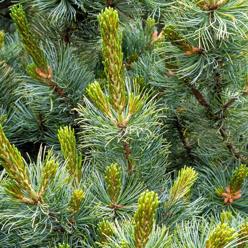 Pinus Parviflora Tempelhof - View 18 from www redcrocus com