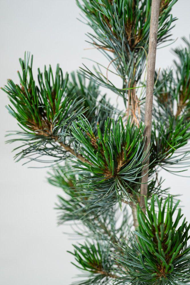 Pinus Parviflora Tempelhof - View 8 from www redcrocus com