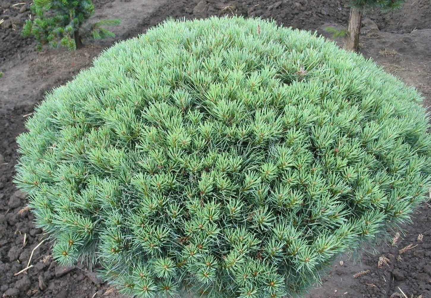 Pinus Sylvestris Glauca Nana 1 - View 2 from www redcrocus com