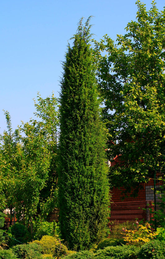 Juniperus Virginiana Taylor - View 1 from www redcrocus com