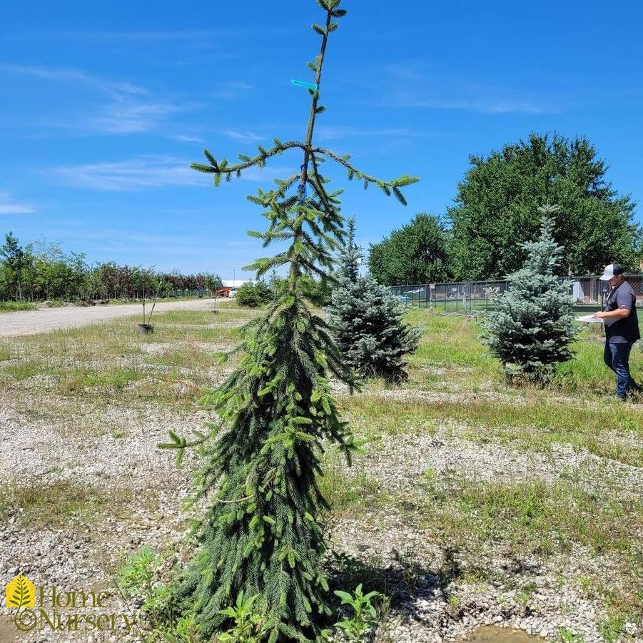Picea Abies 'pendula' - View 16 from www redcrocus com