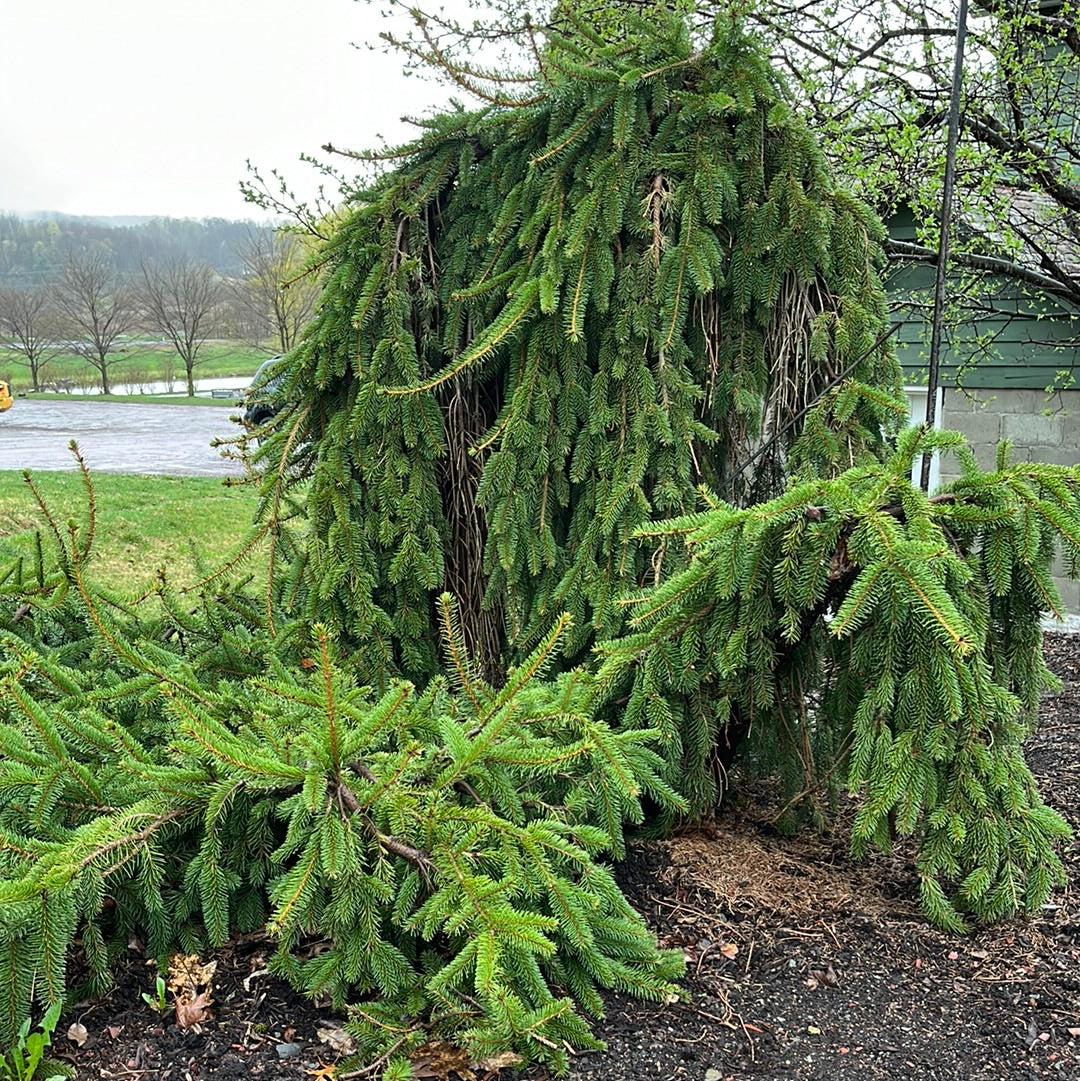 Picea Abies 'pendula' - View 19 from www redcrocus com