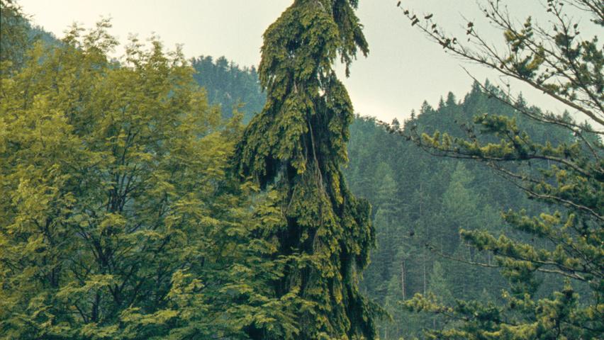 Picea Abies 'pendula' - View 25 from www redcrocus com