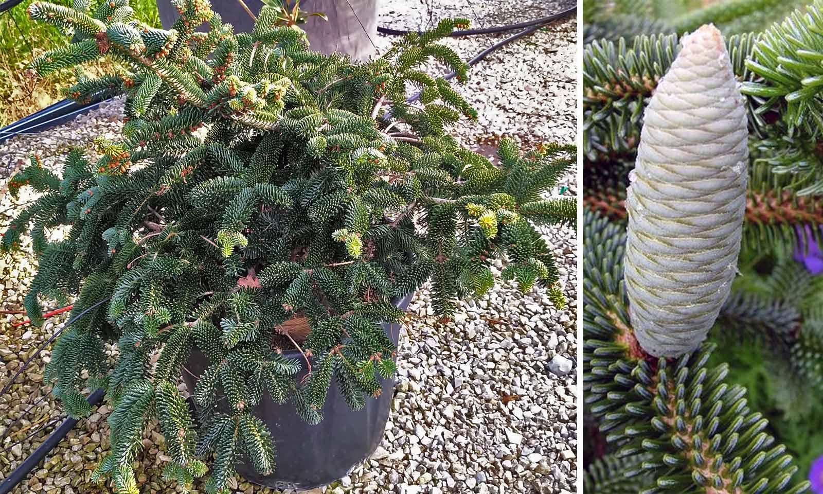 Picea Abies 'pendula' - View 26 from www redcrocus com