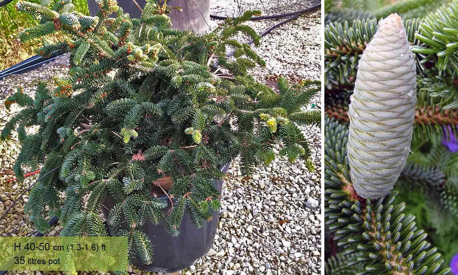 Picea Abies 'pendula' - View 28 from www redcrocus com