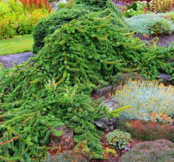Picea Abies 'pendula' - View 30 from www redcrocus com