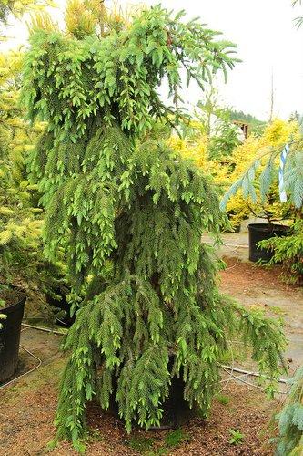 Picea Abies 'pendula' - View 34 from www redcrocus com