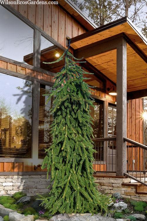 Picea Abies 'pendula' - View 5 from www redcrocus com
