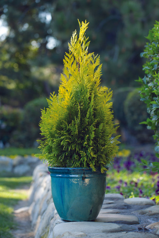 Thuja Plicata 'forever Goldy' - View 10 from www redcrocus com