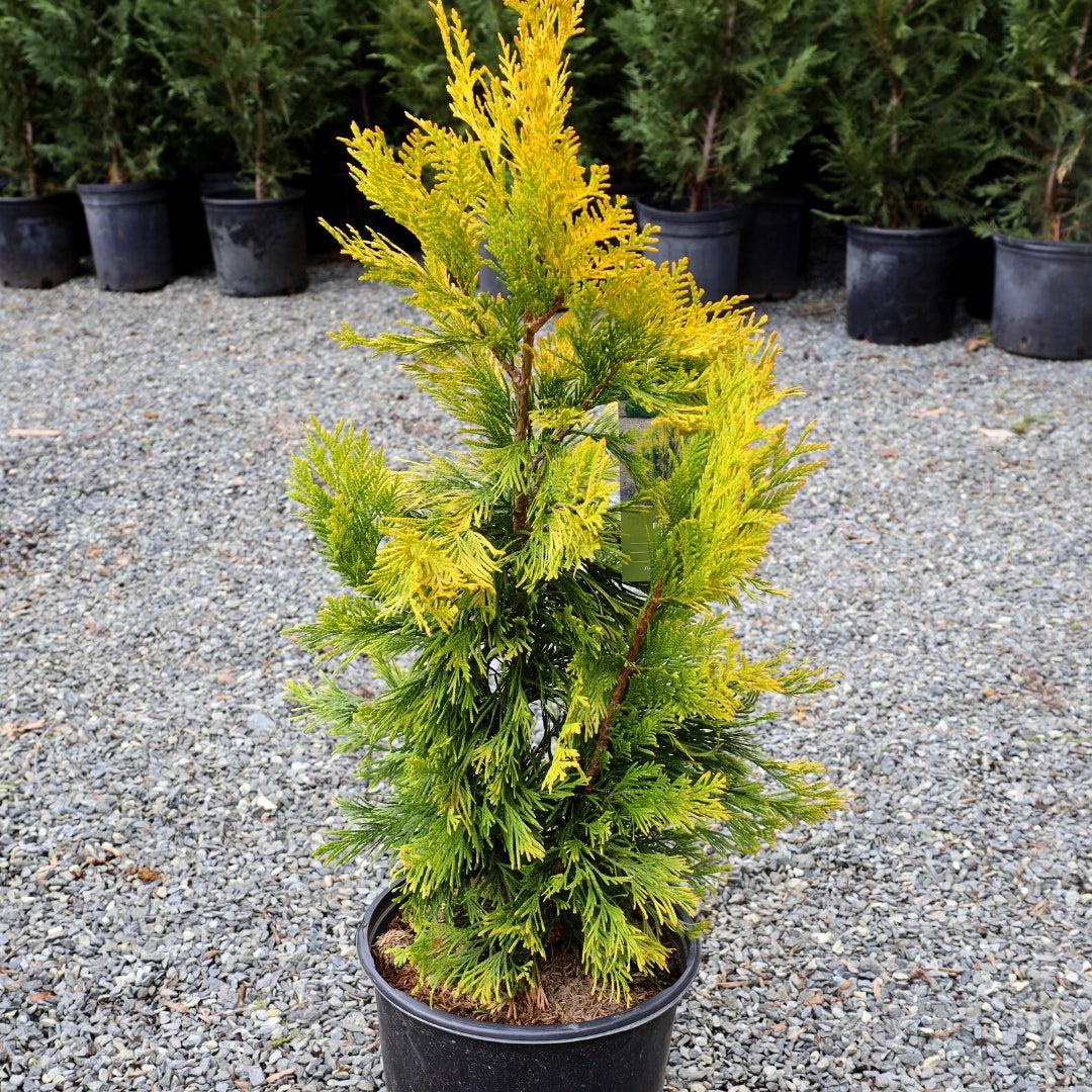 Thuja Plicata 'forever Goldy' - View 11 from www redcrocus com