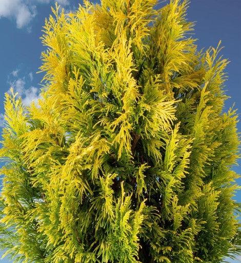 Thuja Plicata 'forever Goldy' - View 13 from www redcrocus com
