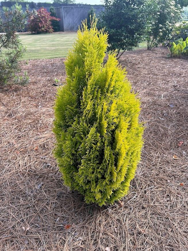 Thuja Plicata 'forever Goldy' - View 15 from www redcrocus com