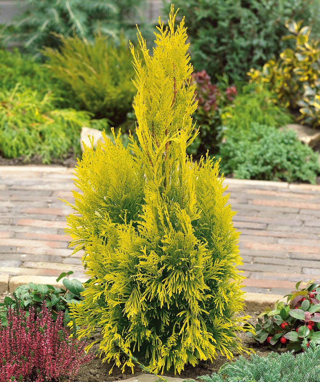 Thuja Plicata 'forever Goldy' - View 16 from www redcrocus com