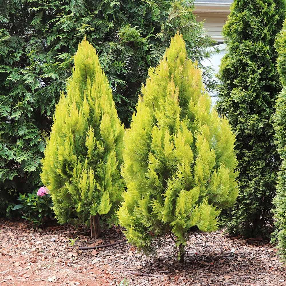Thuja Plicata 'forever Goldy' - View 2 from www redcrocus com