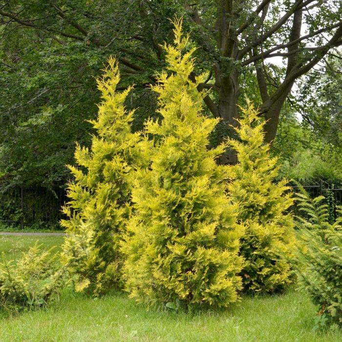 Thuja Plicata 'forever Goldy' - View 5 from www redcrocus com