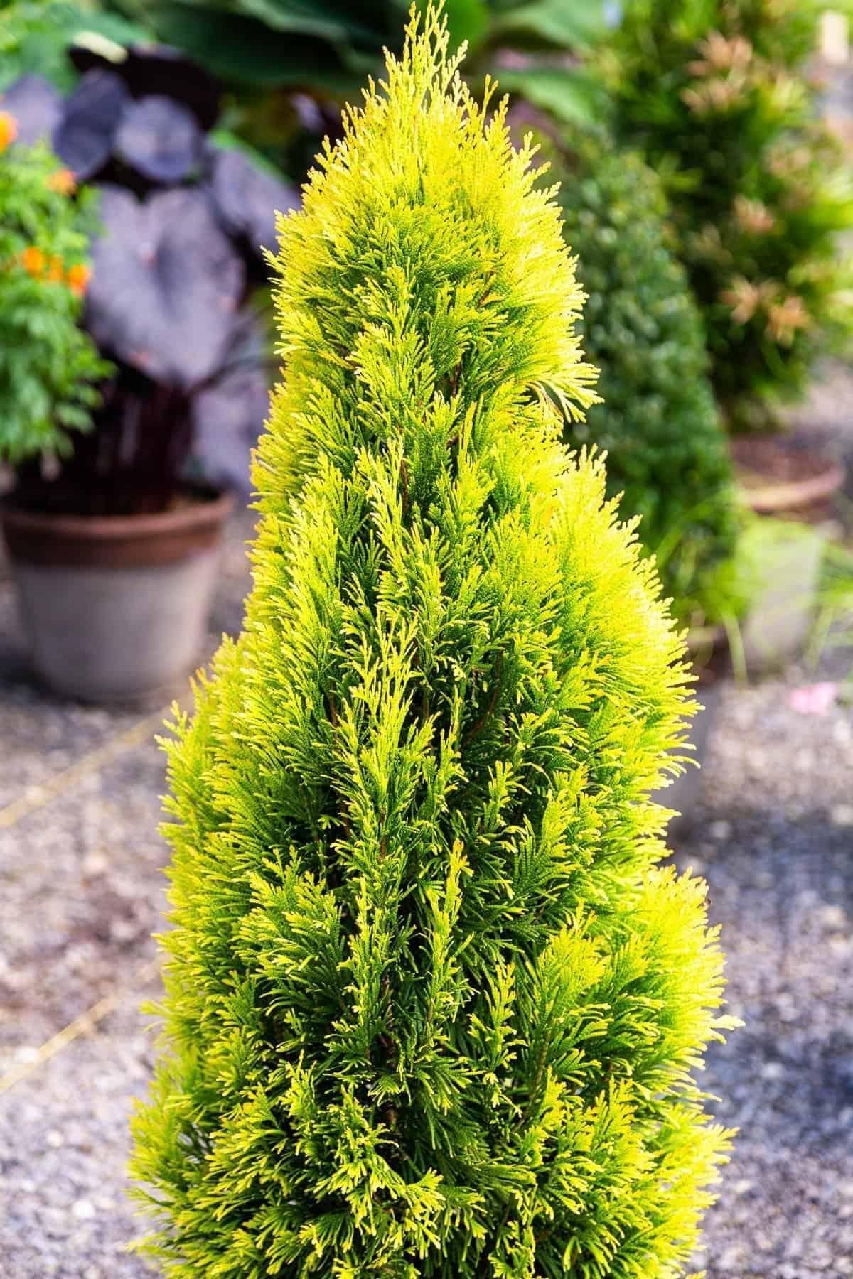 Thuja Plicata 'forever Goldy' - View 6 from www redcrocus com